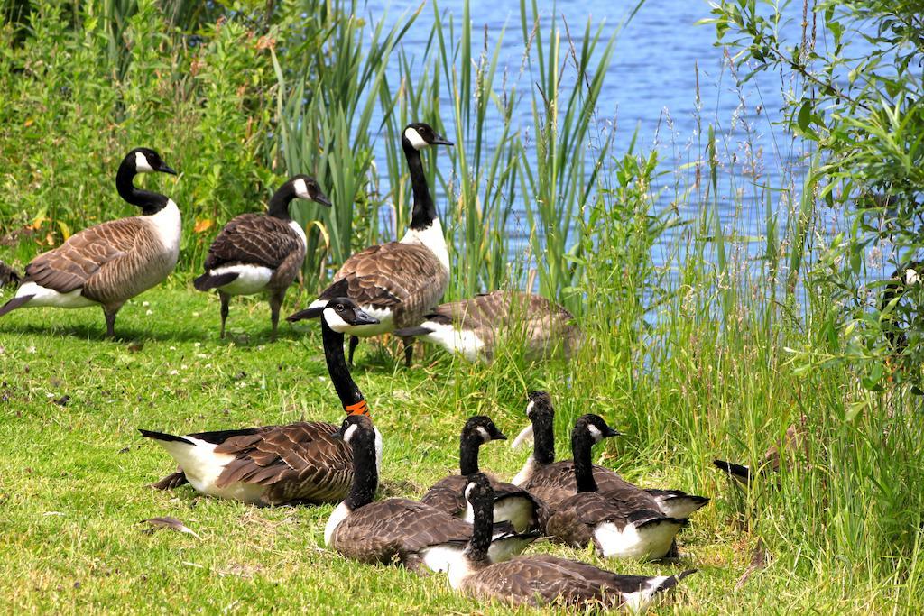 Lake Pochard Holiday Lodgesサウス・サーニー 部屋 写真